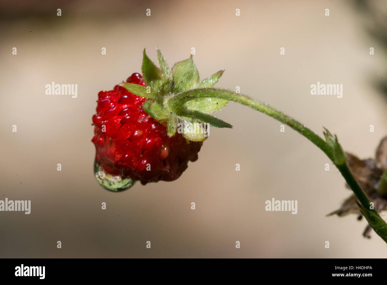 Strawberry / Erdbeere Stock Photo