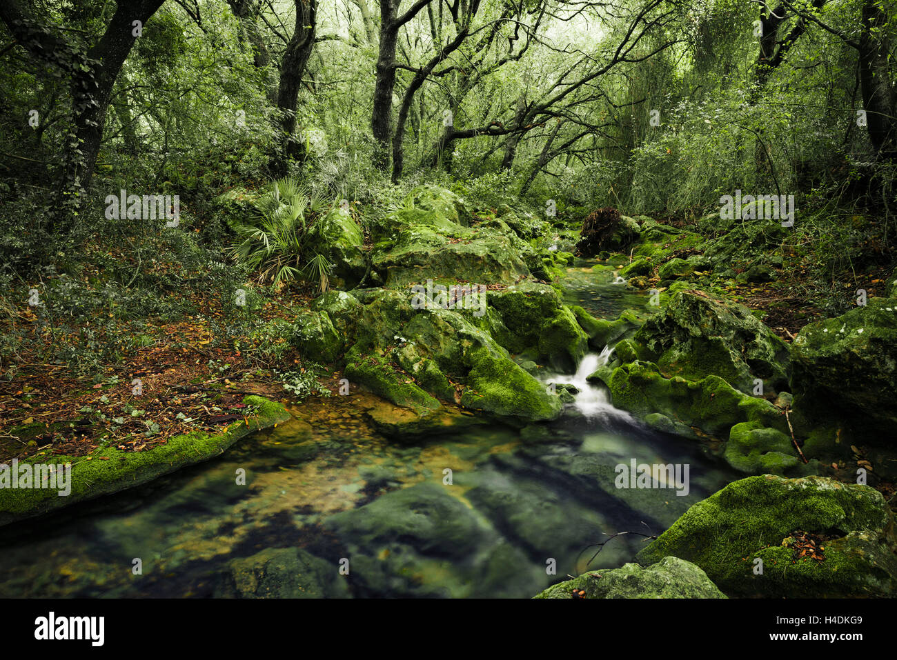 Jungle with brook on Majorca, Spain Stock Photo