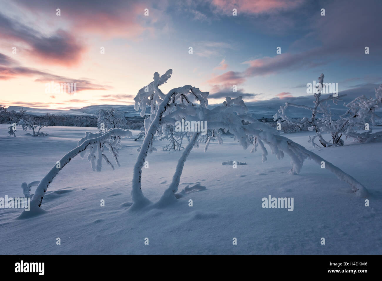 Iced up trees in Finland Stock Photo