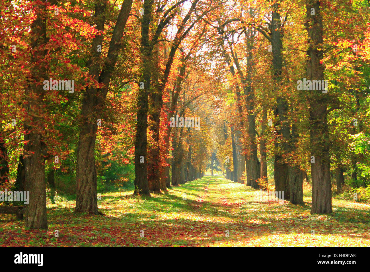 Autumn park with many big and old trees and yellow leaves in the ...