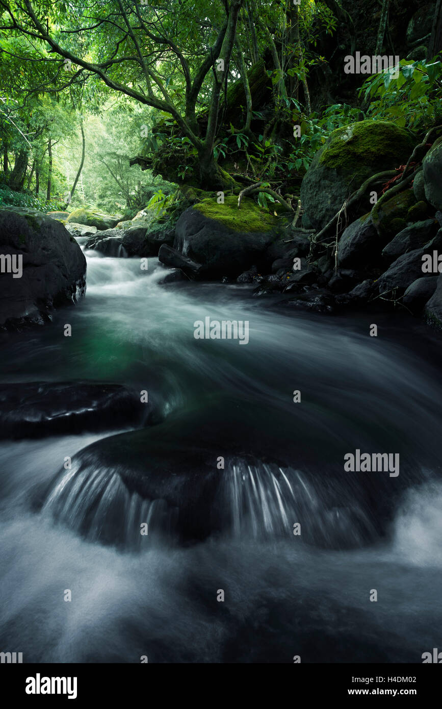 In the jungle on Sao Miguel, the Azores, Portugal Stock Photo