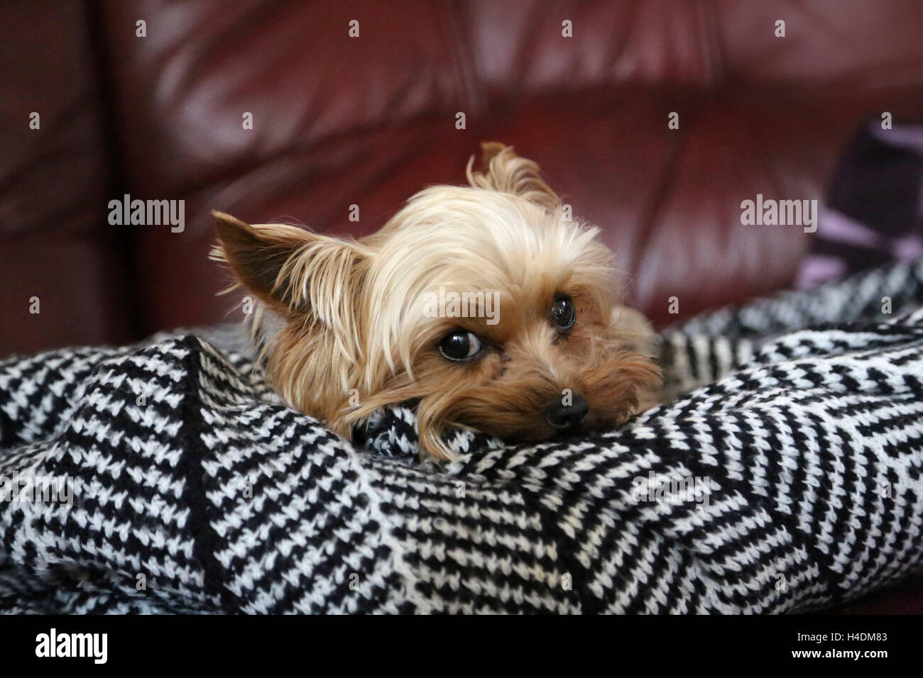 Yorkshire terrier Mini Toy, little man, lies on a ceiling Stock Photo