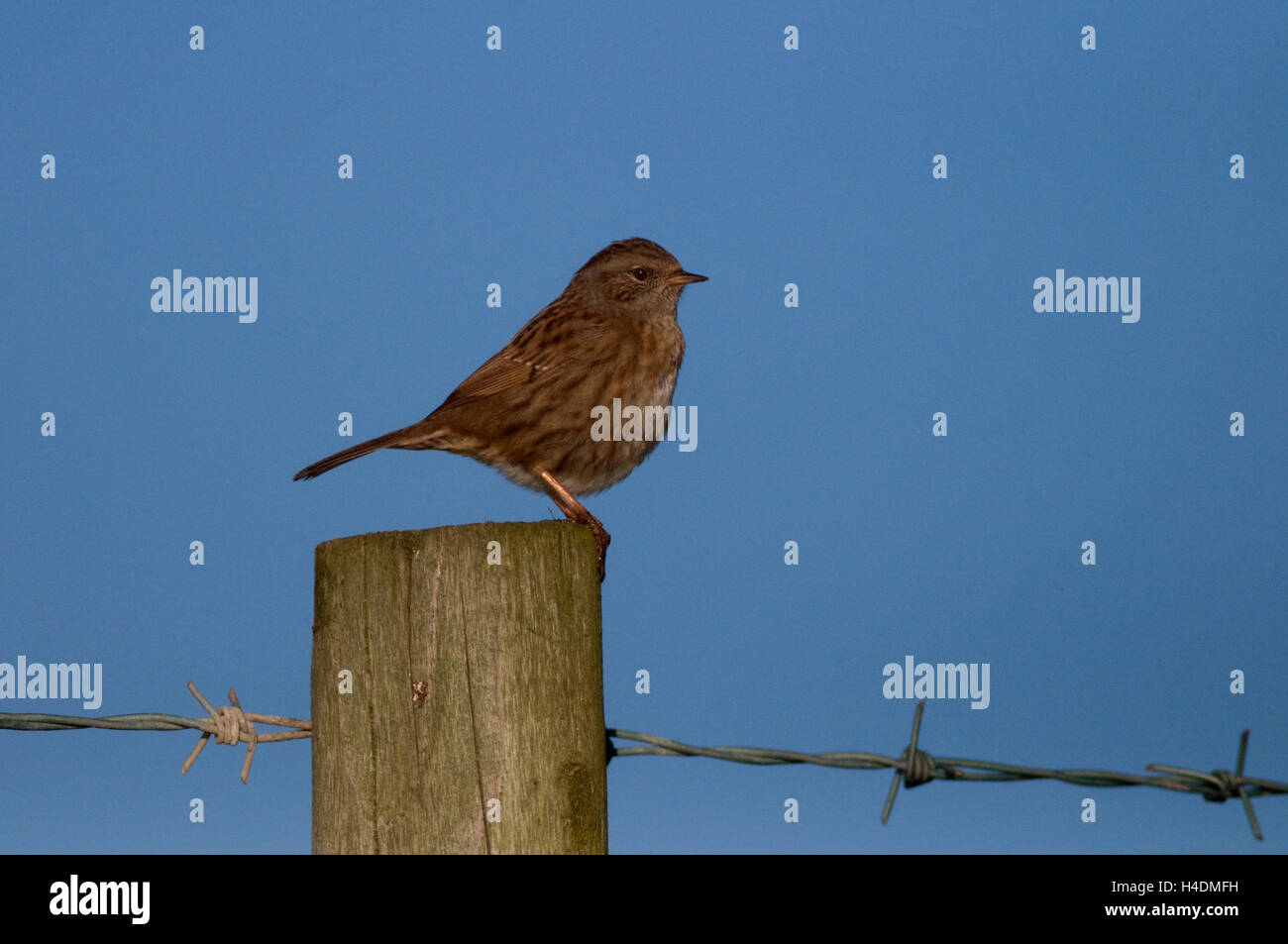 Dunnock on a post Stock Photo