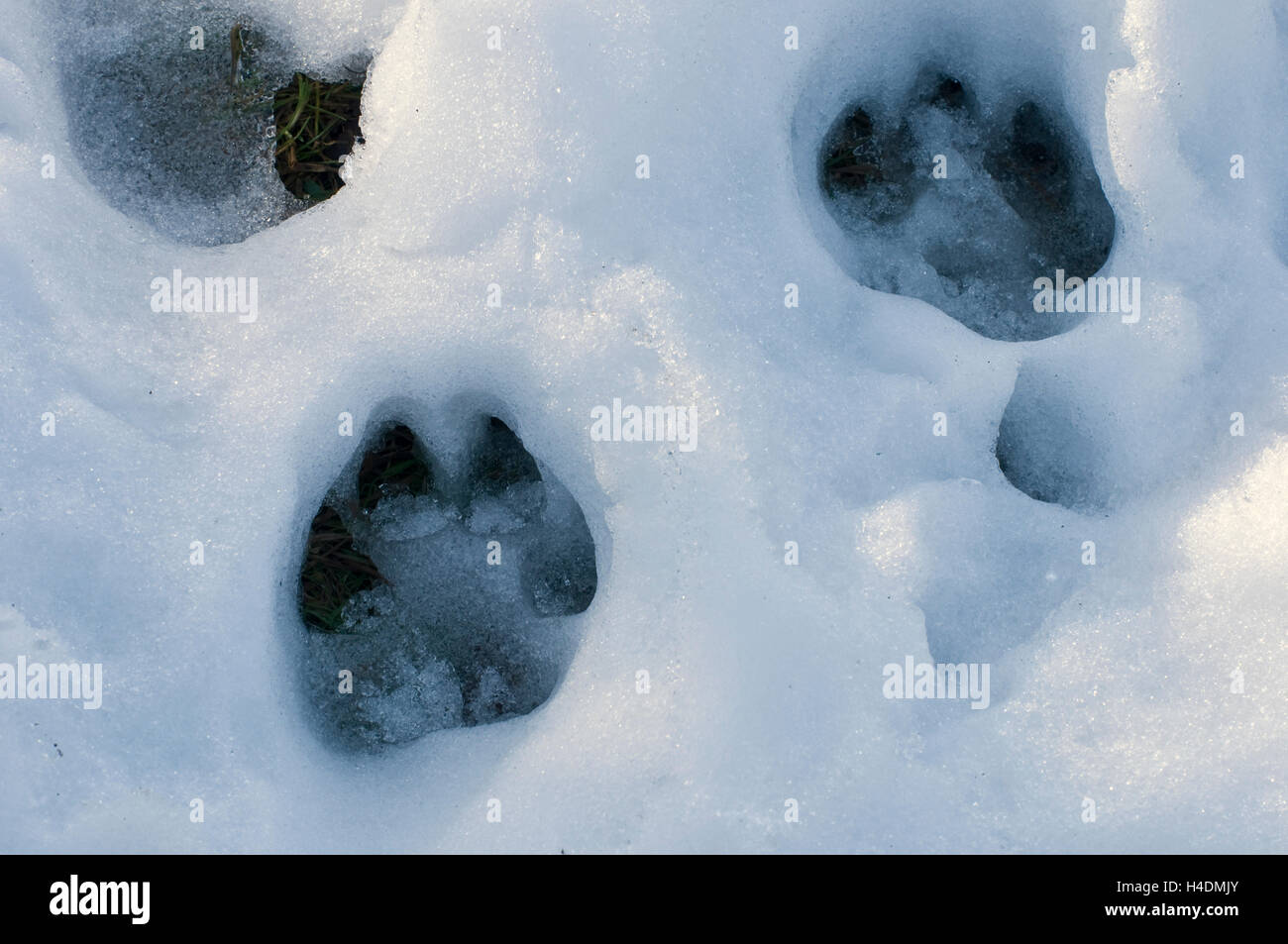 Fox tracks in snow hires stock photography and images Alamy