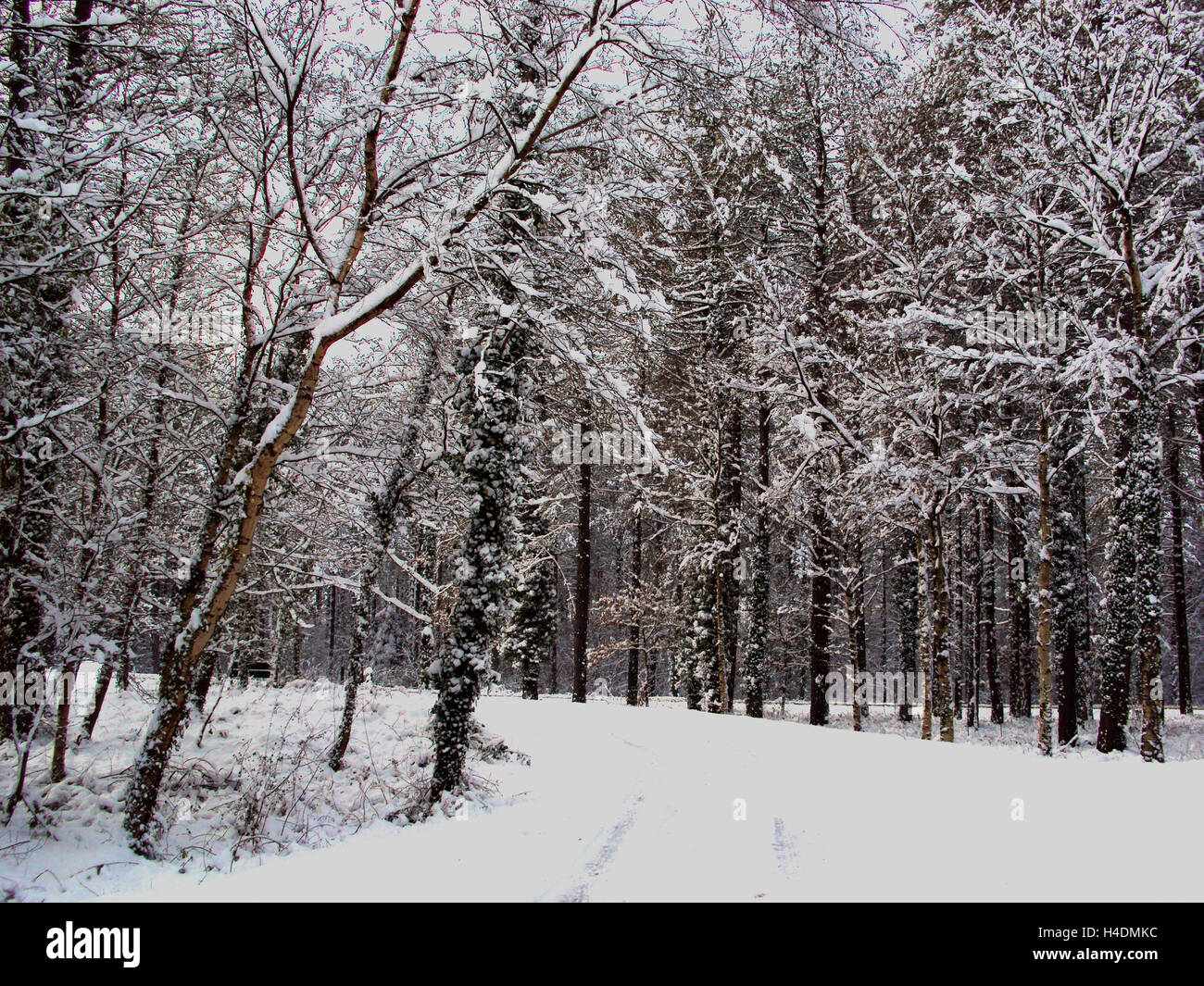 Malltraeth Forest in Snow Stock Photo