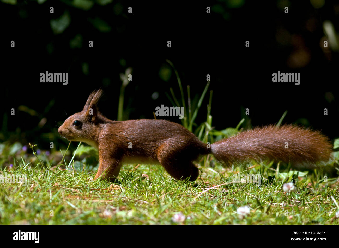 Red Squirrel foraging Stock Photo