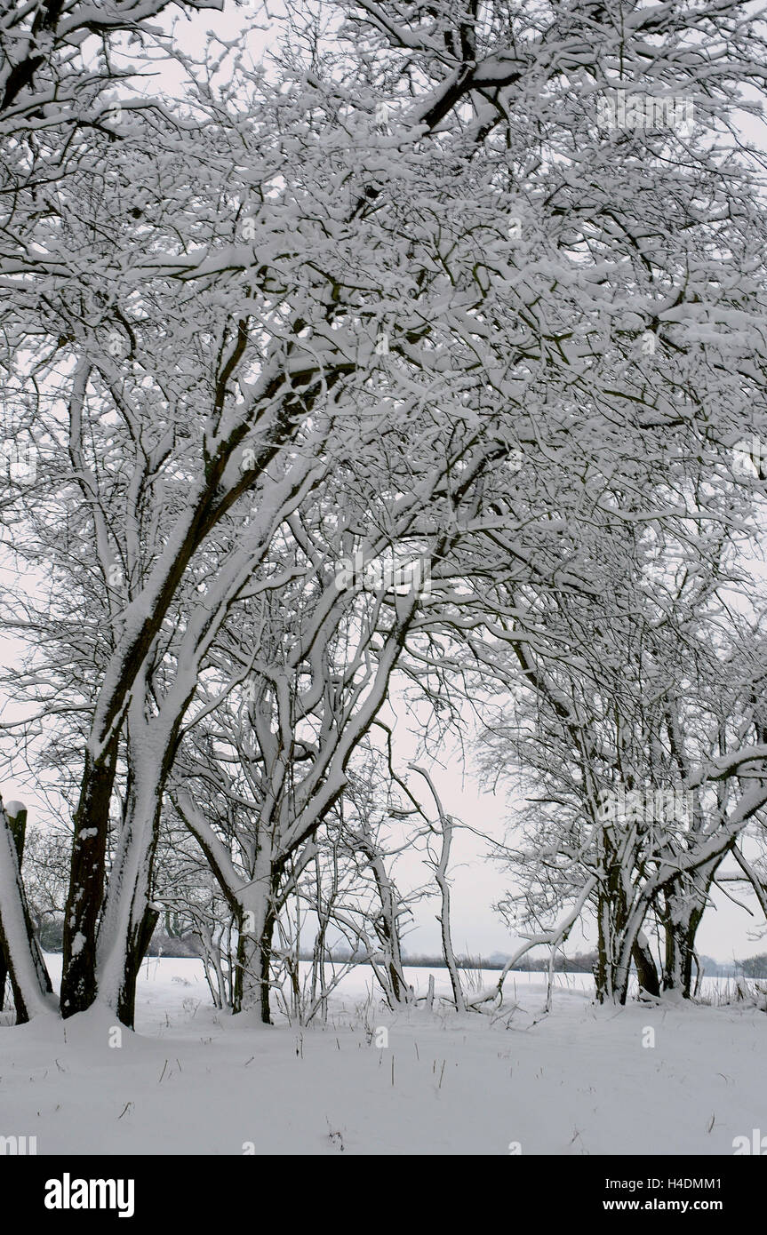 Snow laden Trees Stock Photo - Alamy