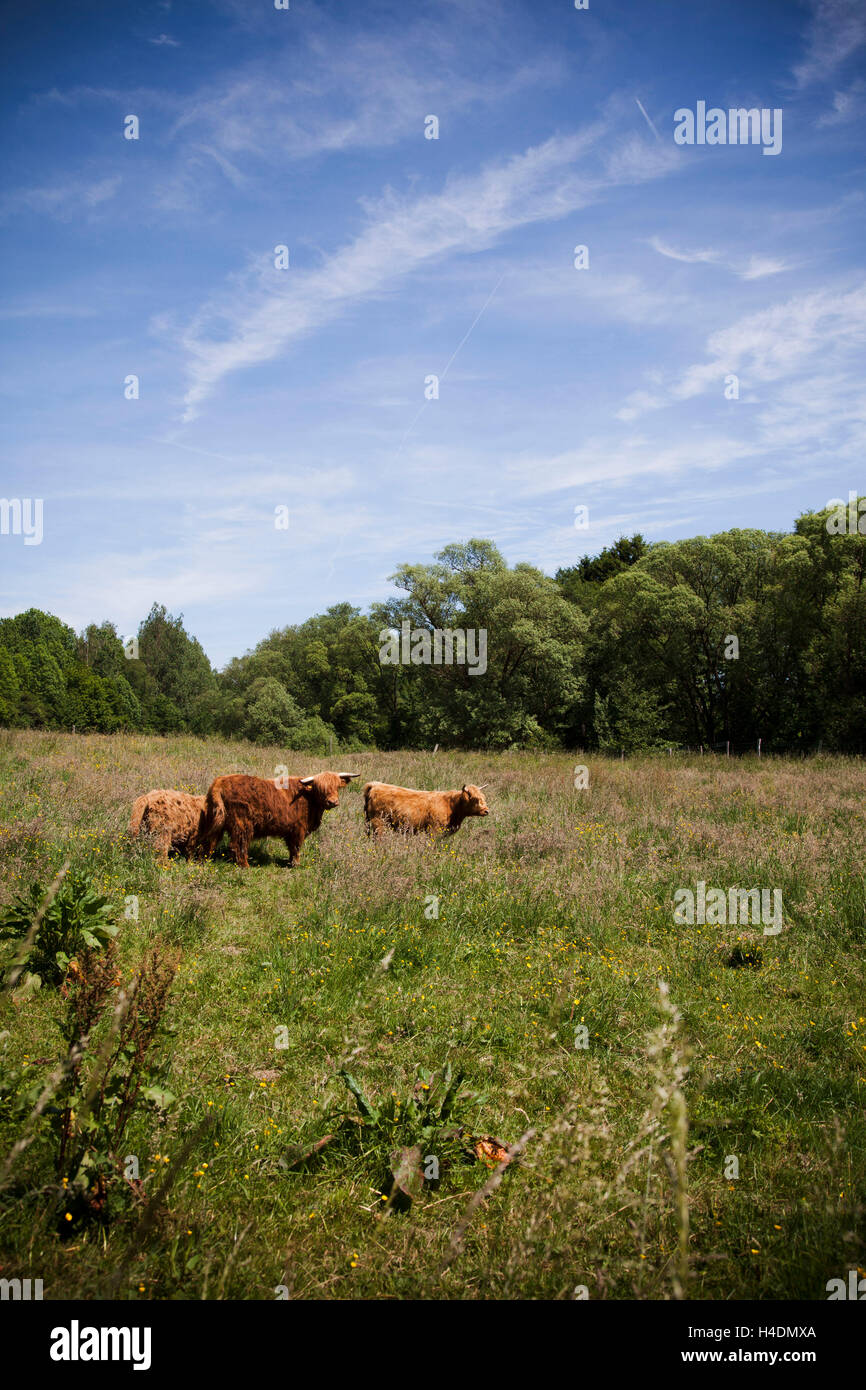 Pasture, robust cattles, Stock Photo