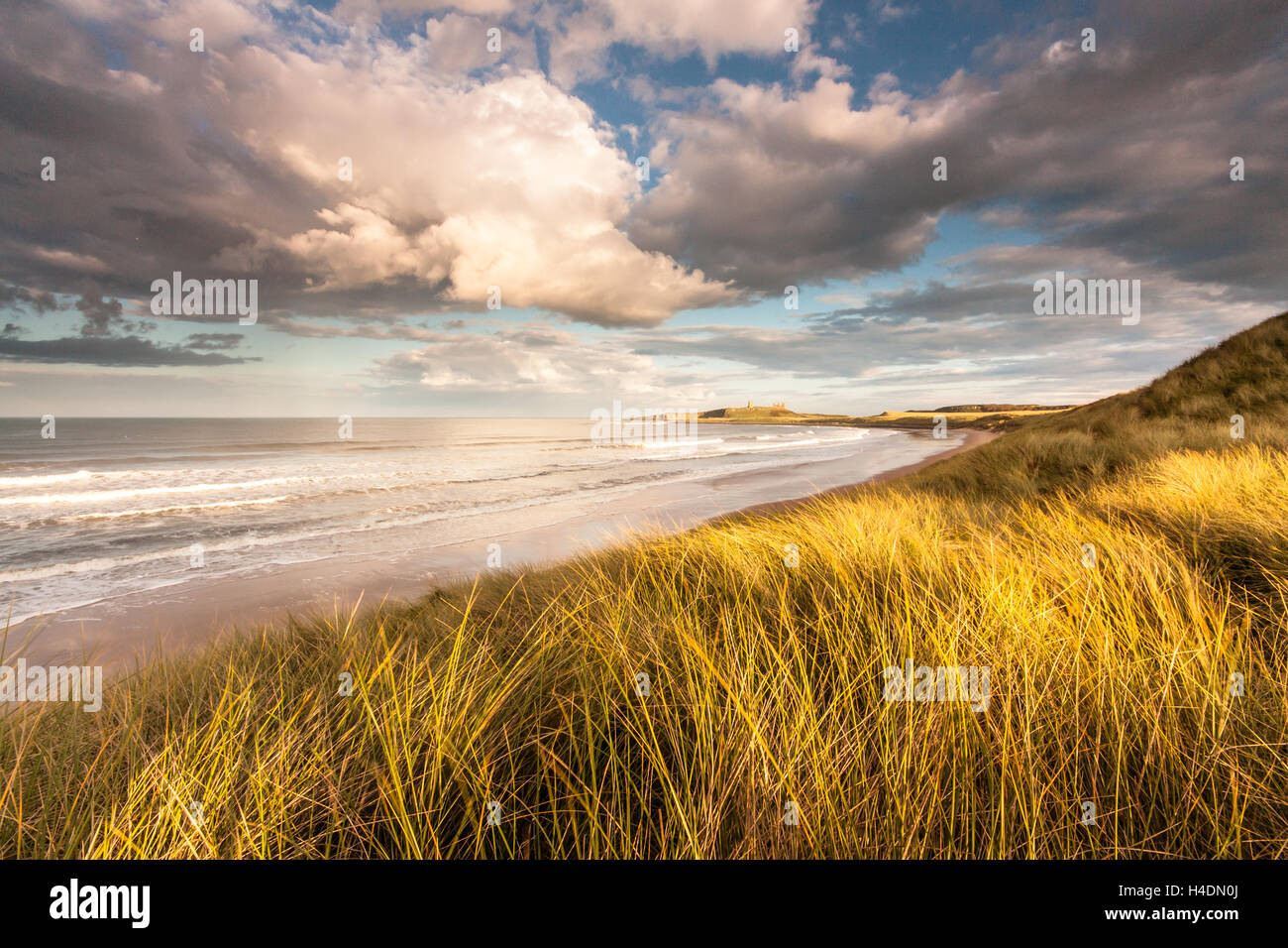 Embleton Bay looking towards the ruins of Dunstanburgh Castle in the evening from the marram grass covered sand dunes Stock Photo