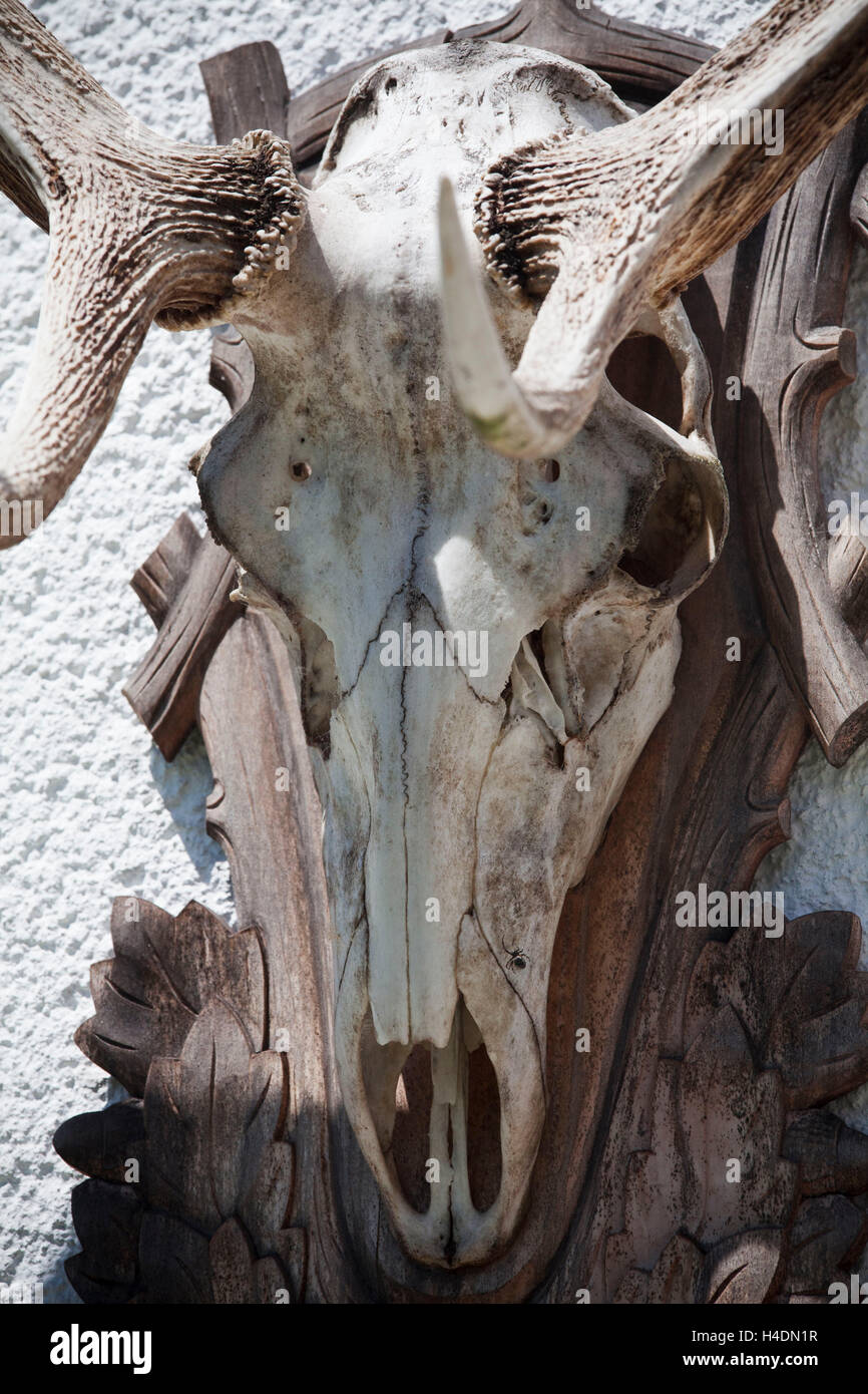 Augsprosse of a red deer antlers Stock Photo - Alamy