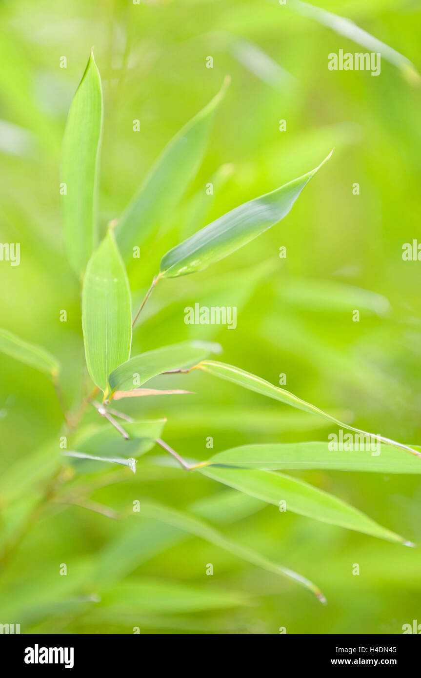 Bamboo leaves in the sunlight Stock Photo Alamy