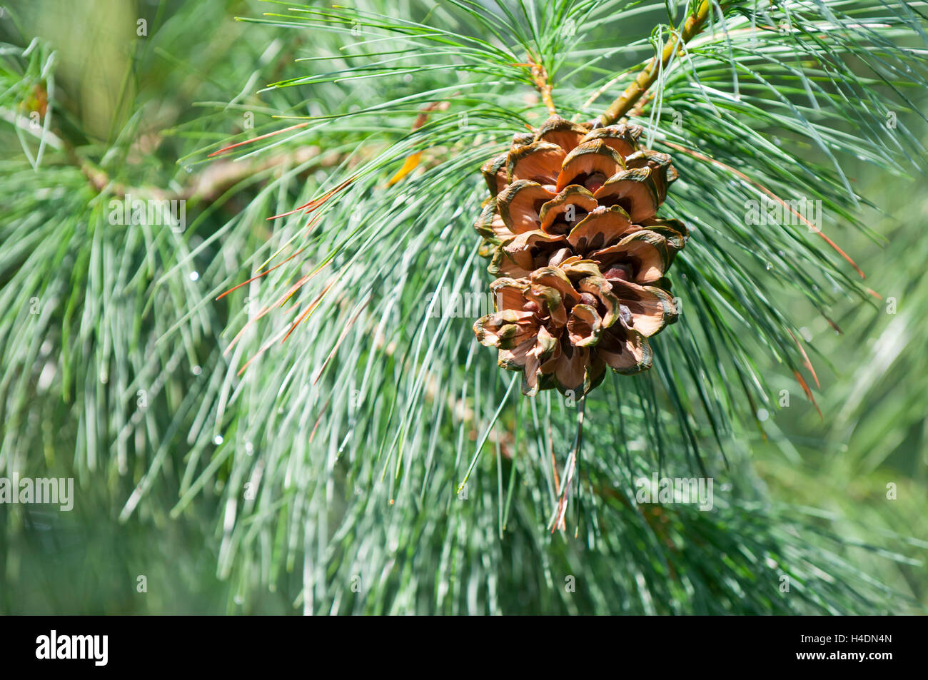 cone of a pine (Pinus, Pinaceae) Stock Photo