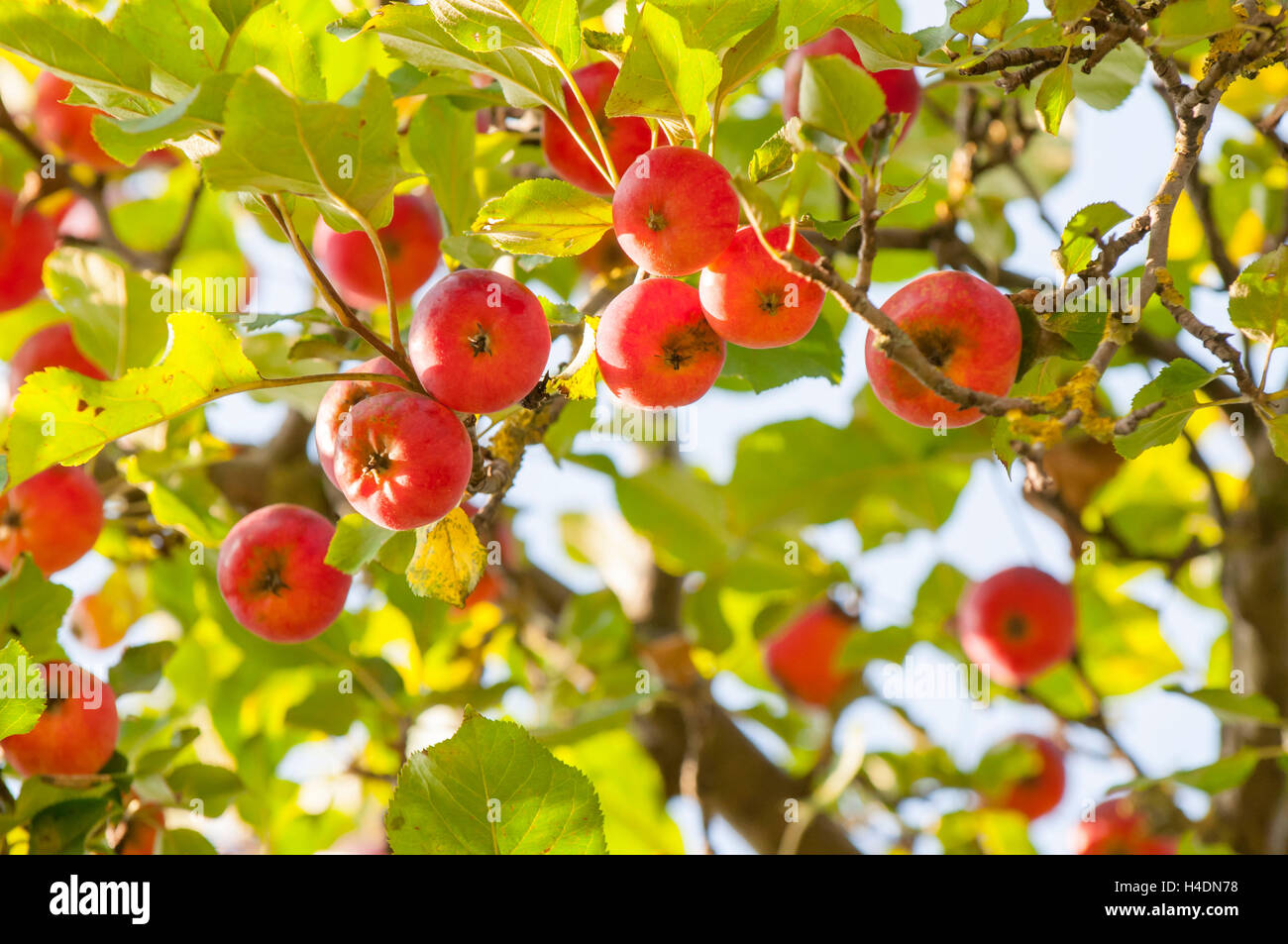 Apples of a plum-leaved apple tree (Malus prunifolia, Rosaceae) Stock Photo