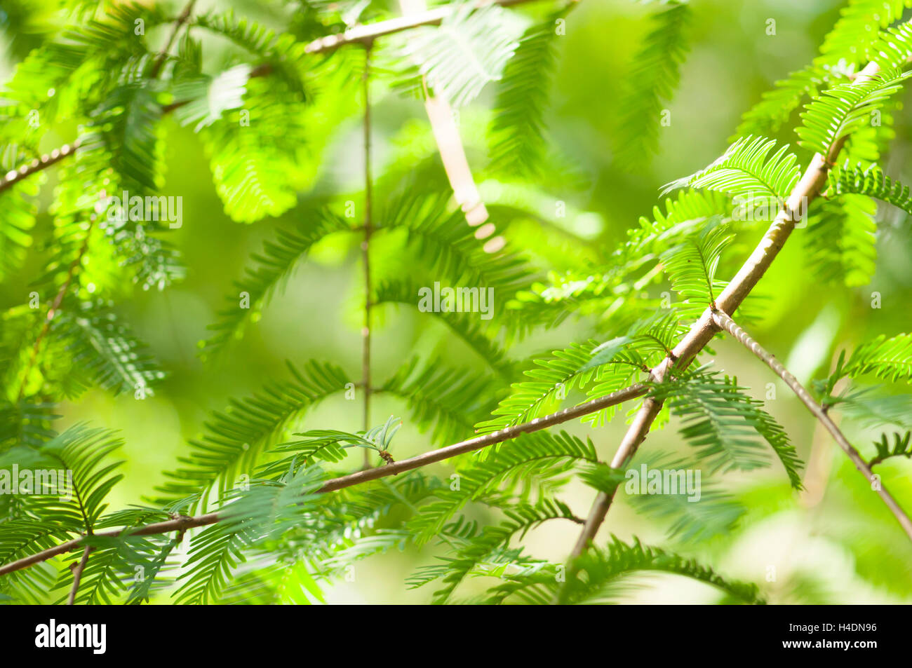 Ferny structures of mimosa (Acacia dealbata, Fabaceae) in the sunlight Stock Photo