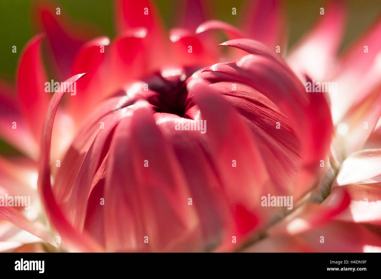 red straw flower (Helichrysum sanguineum, Asteraceae) closeup Stock