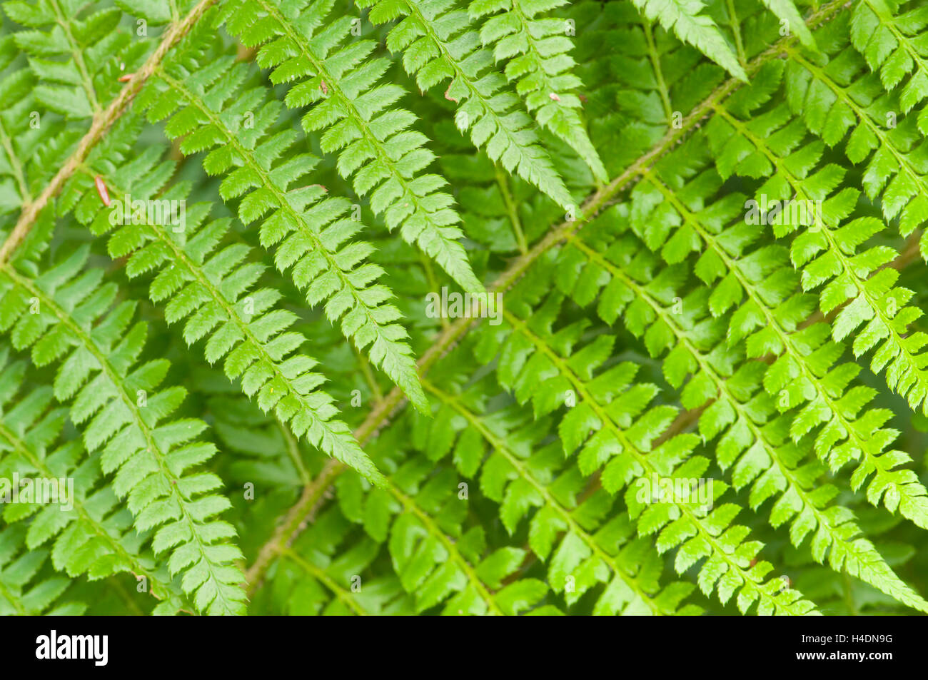 Ferns (Cyathea australis, Cyatheaceae) in the sunlight Stock Photo
