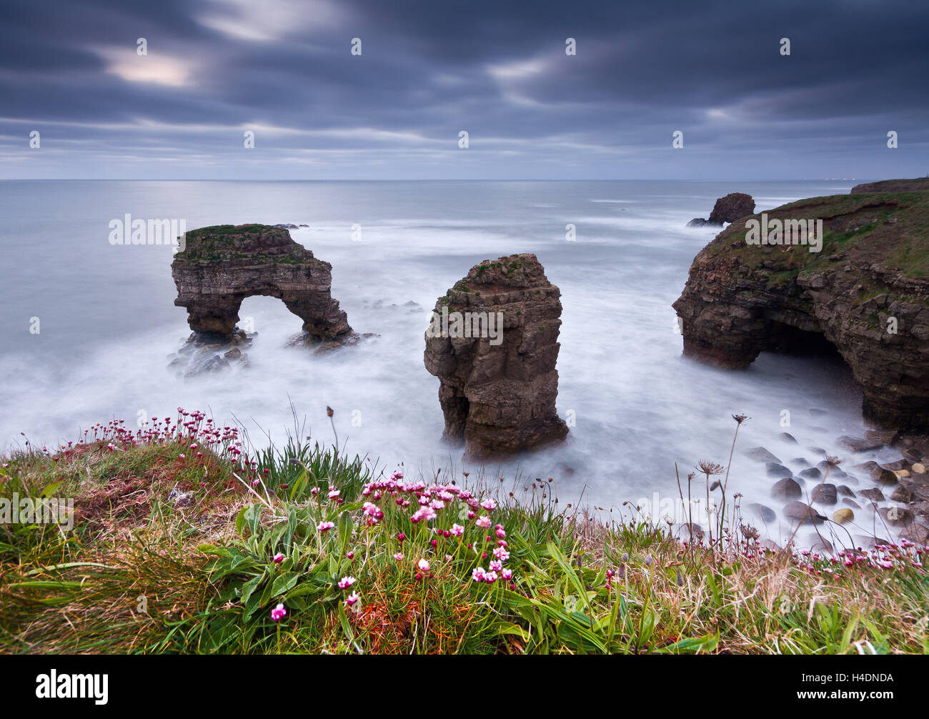 Pair of sea arches out to sea with pink thrift wild flowers in the foreground at sunset on a Spring morning Stock Photo