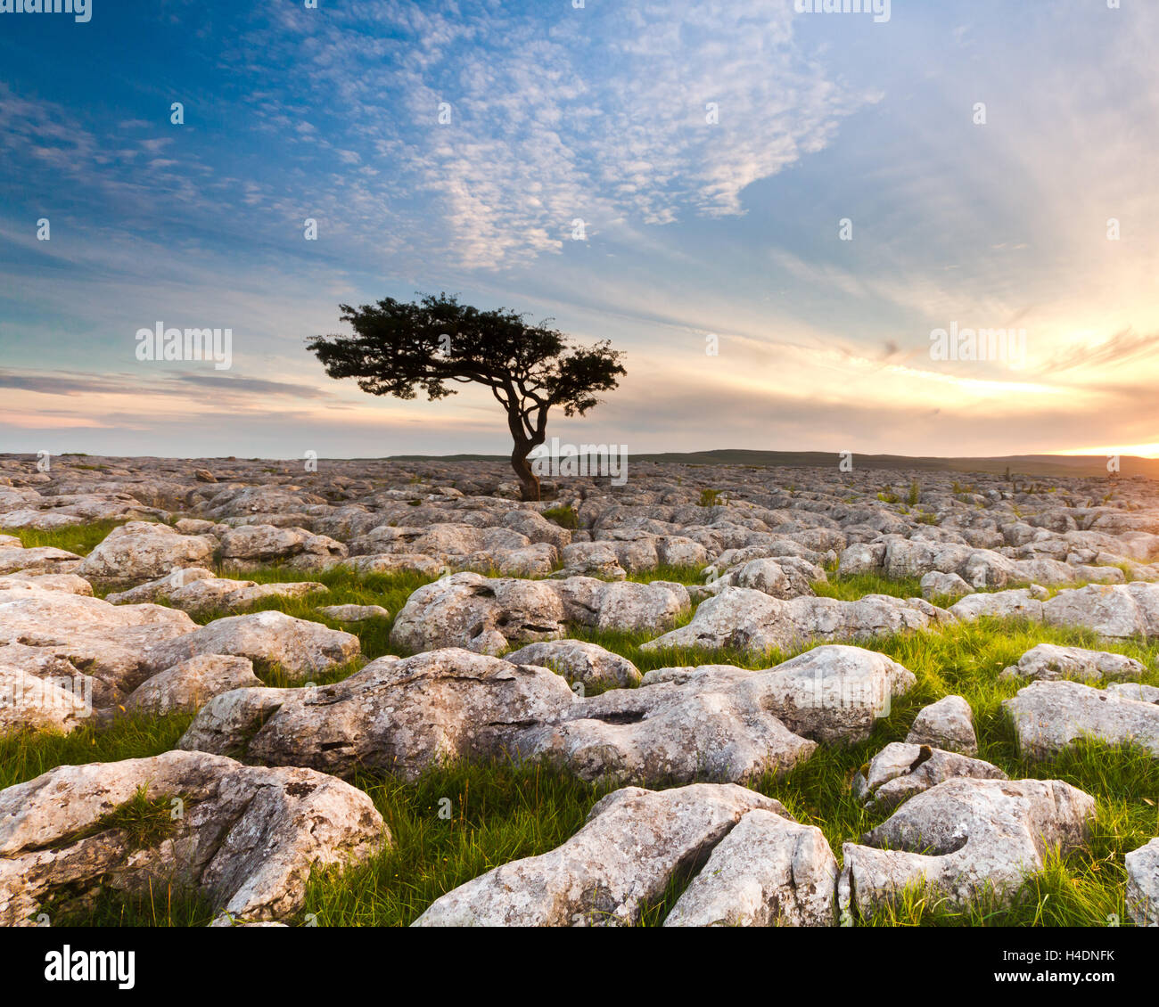 Lone tree silhouetted against a sunset sky with mackerel clouds at the limestone pavement at Conistone in the Yorkshire Dales Stock Photo