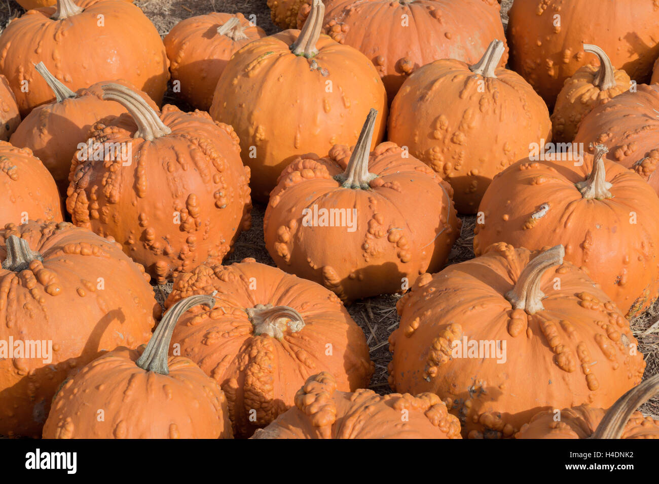 Knucklehead hires stock photography and images Alamy