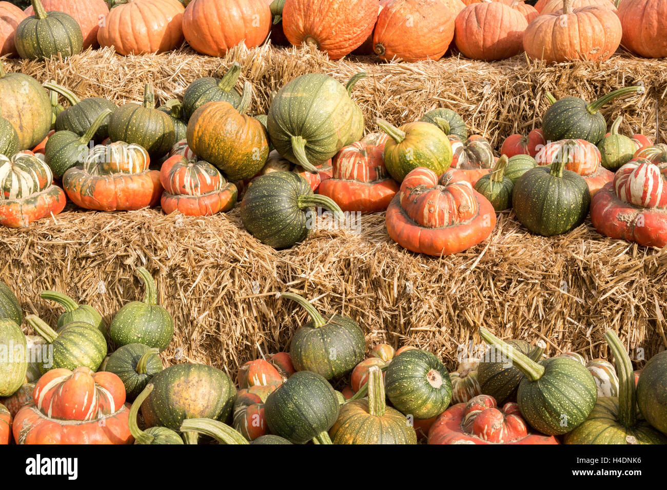 Mixture of Pumpkin and Squash in a Pumpkin Patch in Northern California Stock Photo