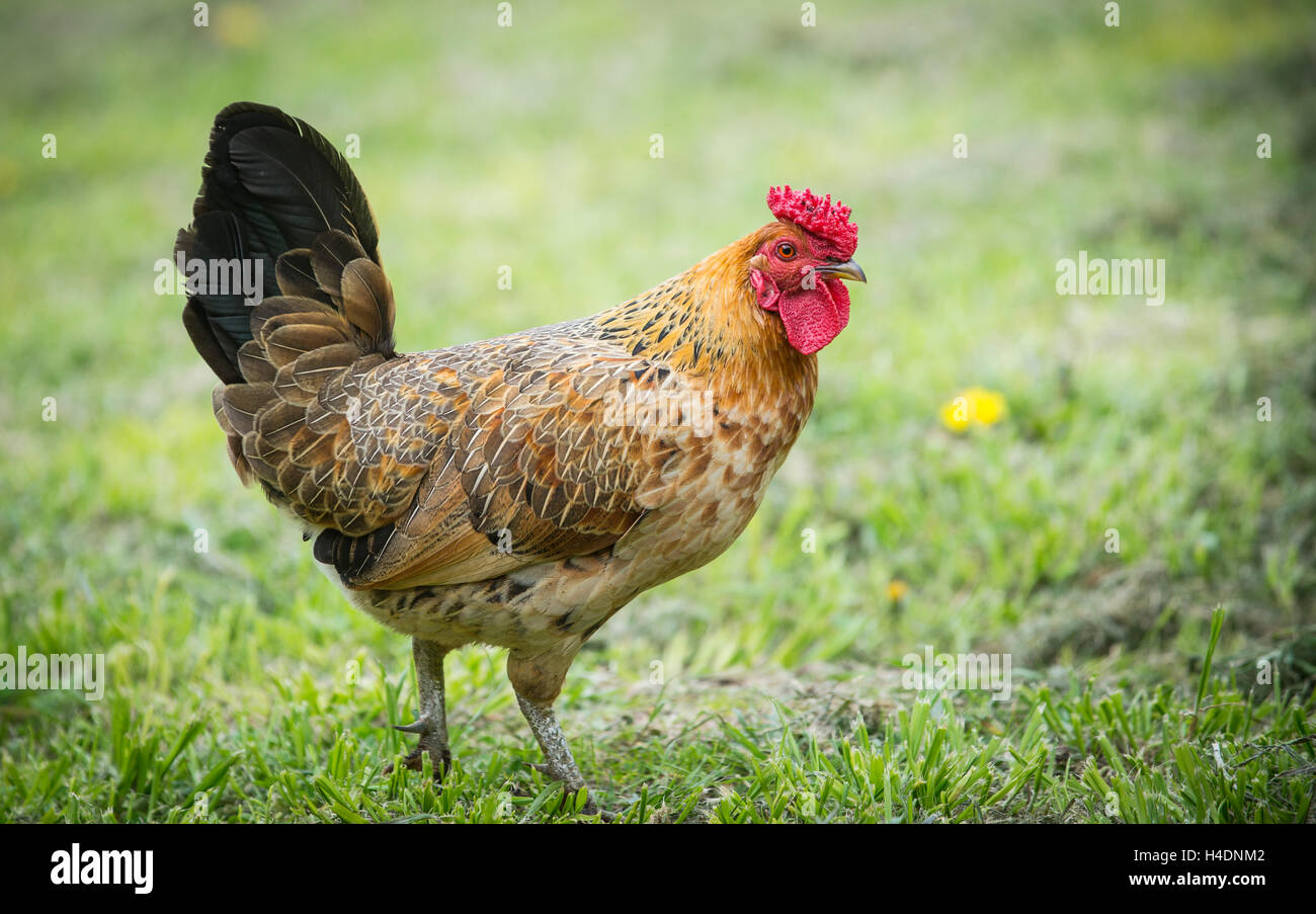 domestic chickens Stock Photo