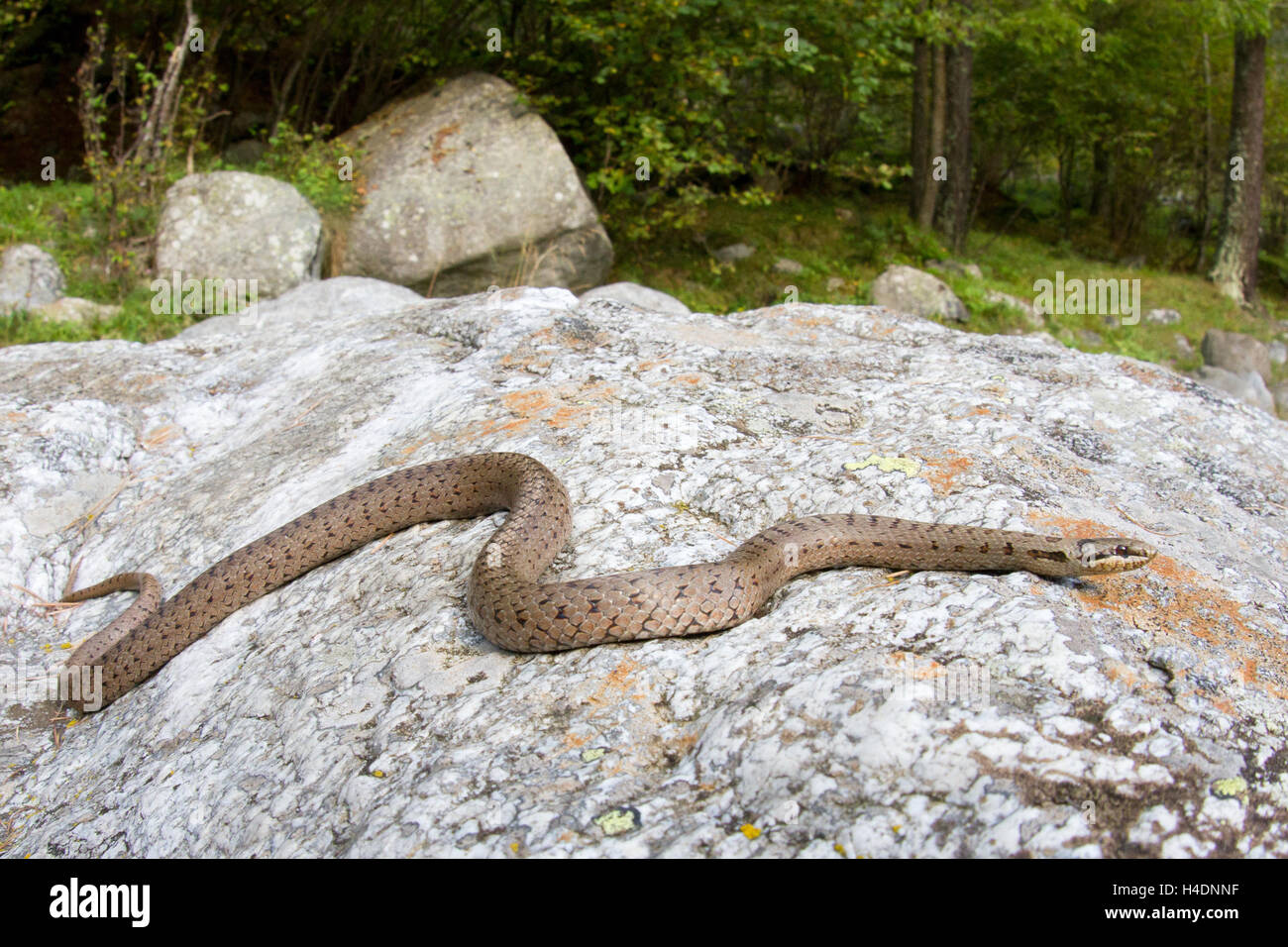 Smooth snake (Coronella austriaca) in termo-regulation. Stock Photo