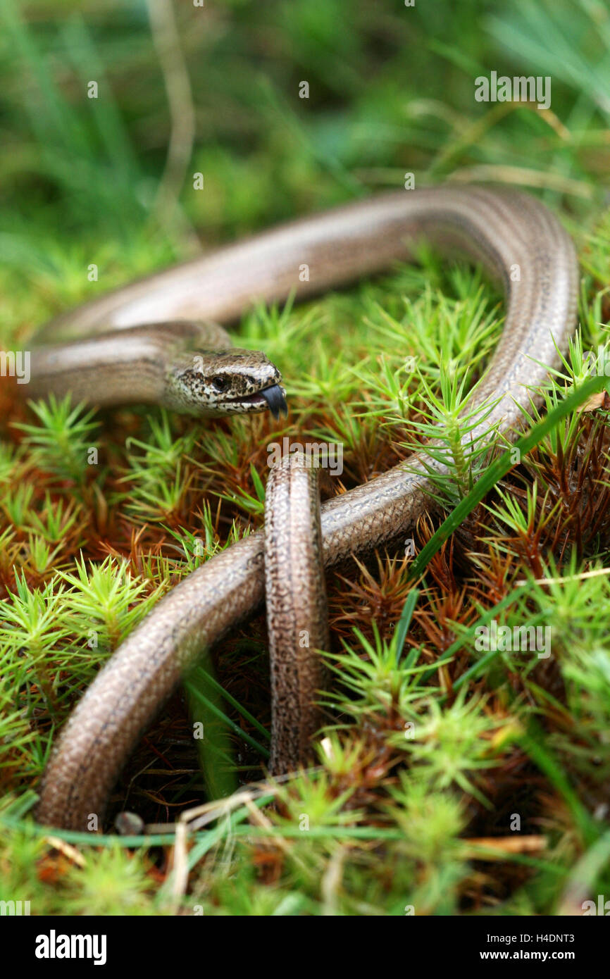 Italian slow worm (Anguis veronensis) is tasting the air by tongue. Stock Photo