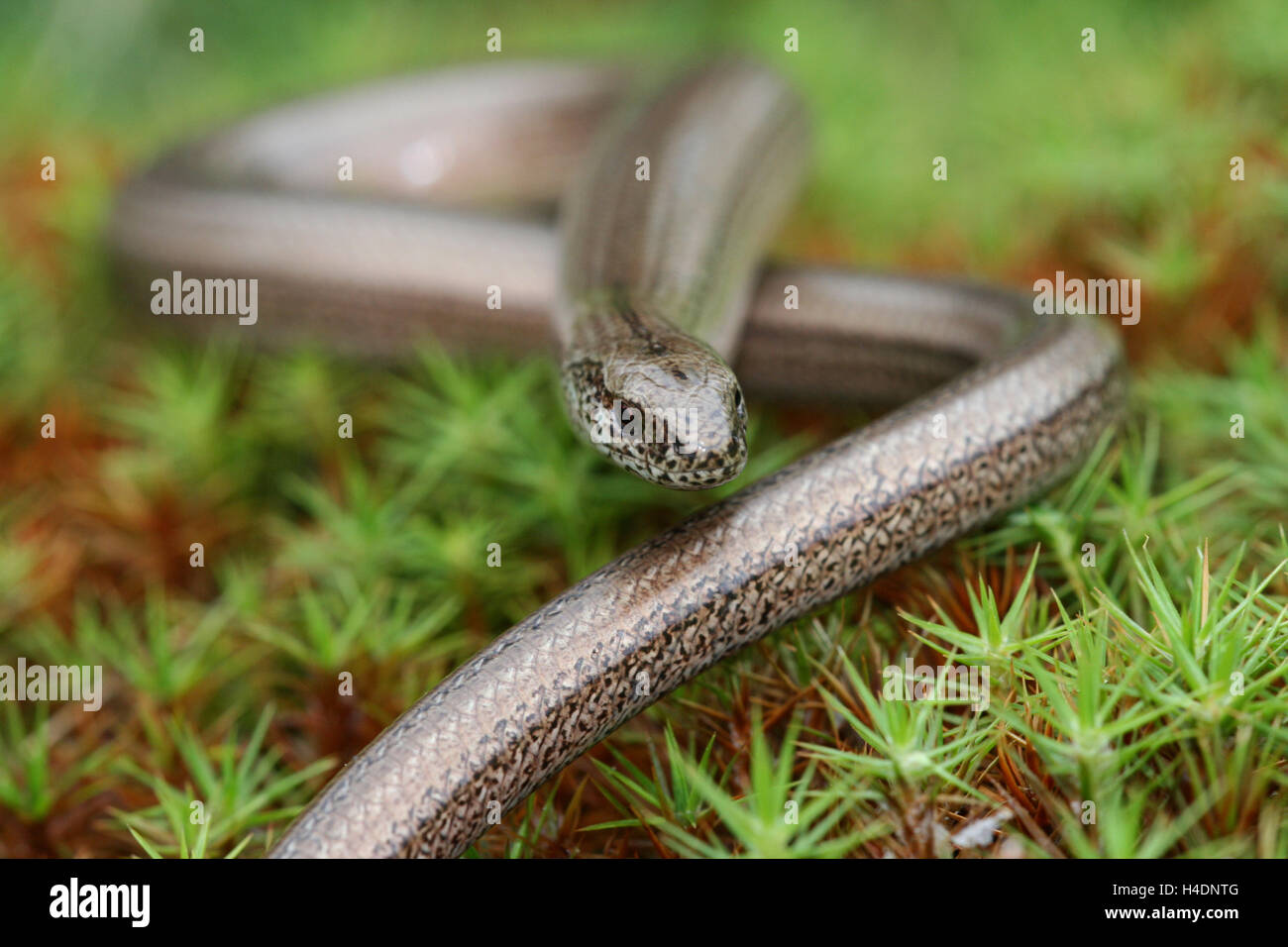 Italian slow worm (Anguis veronensis) portrait. Stock Photo