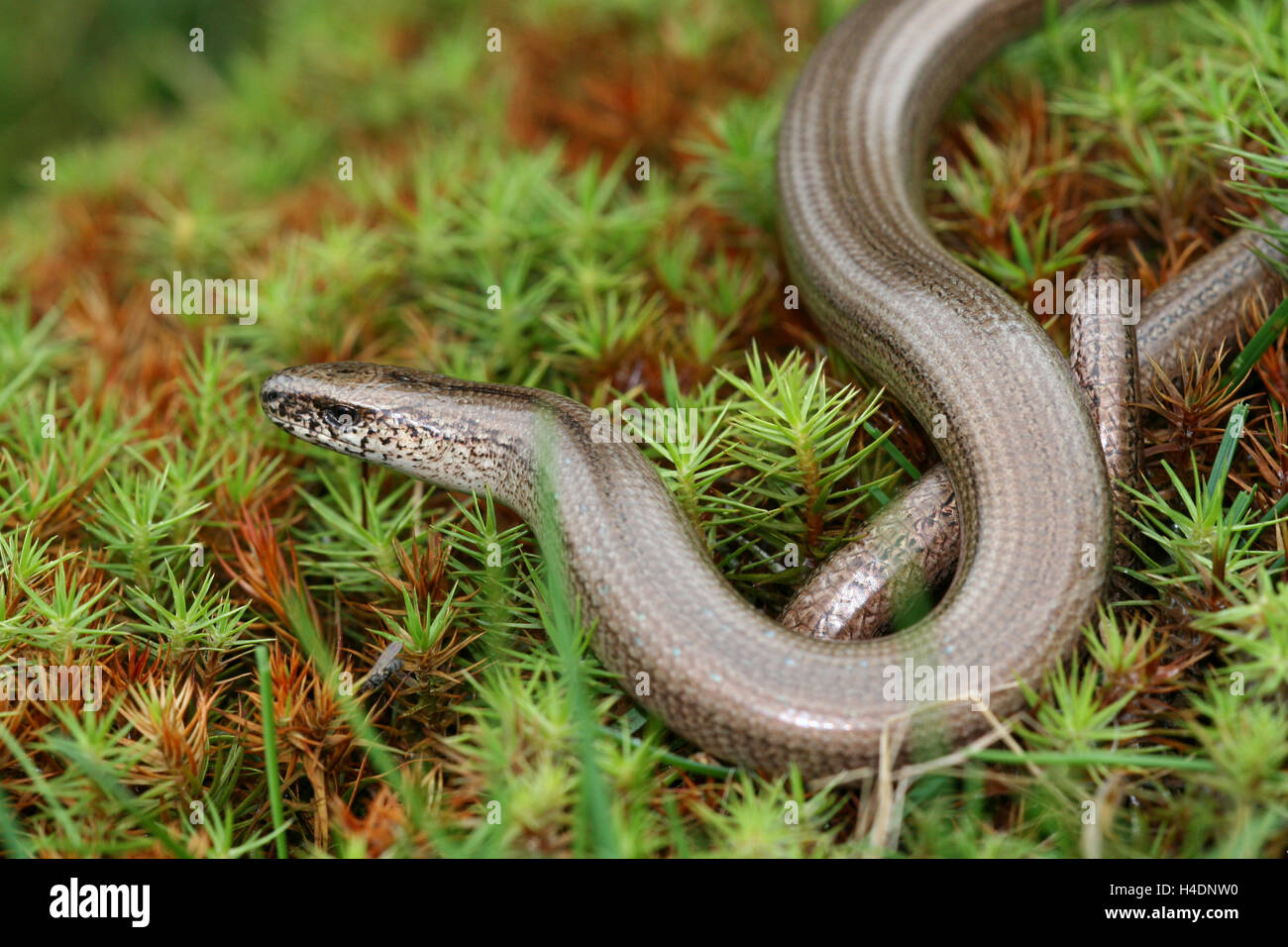 Italian slow worm (Anguis veronensis), portrait Stock Photo