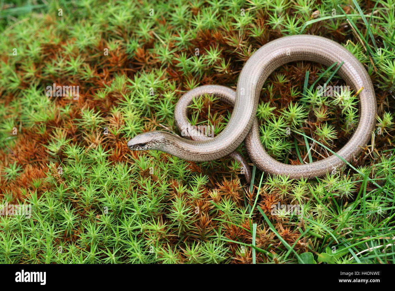 Italian slow worm (Anguis veronensis) on musk. Stock Photo