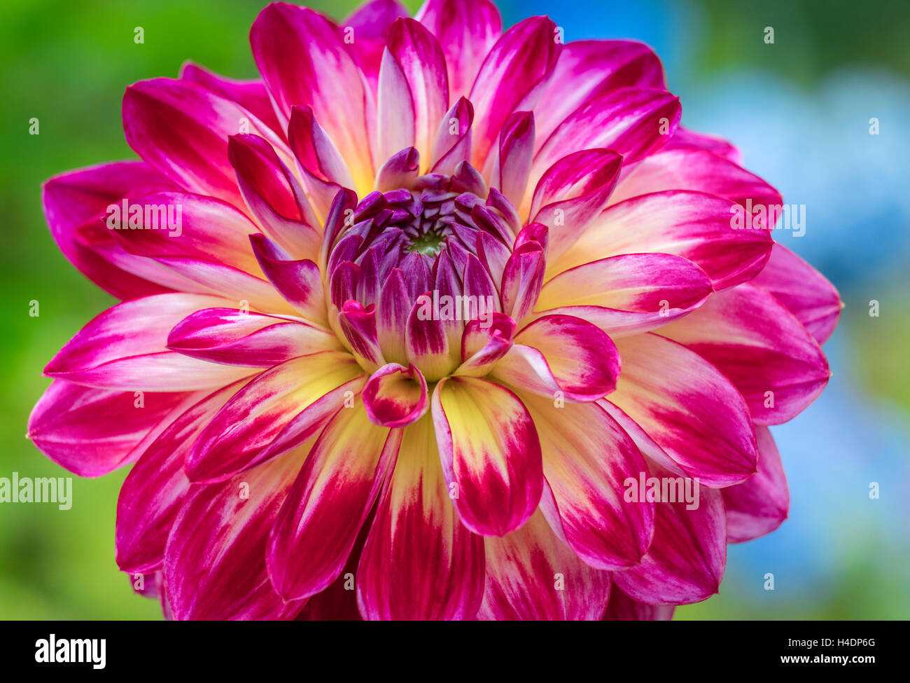 Dahlia 'Brittany Rey' Stock Photo - Alamy