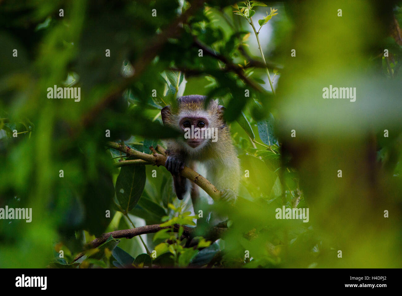 A curious little monkey in the South Luangwa National Park in Zambia Stock Photo