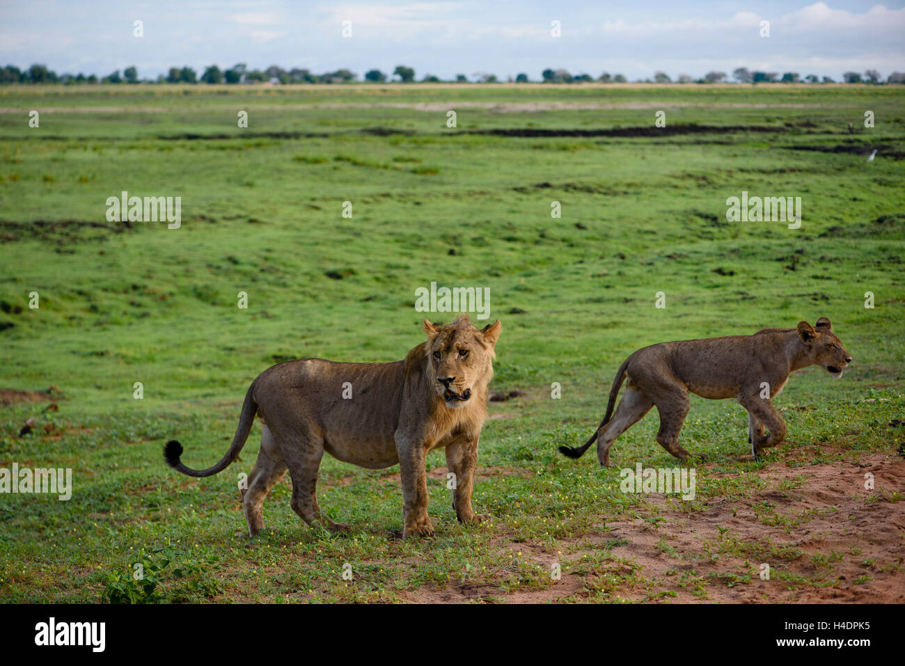 A herd lions, seen on safari in the Chobe national park Stock Photo