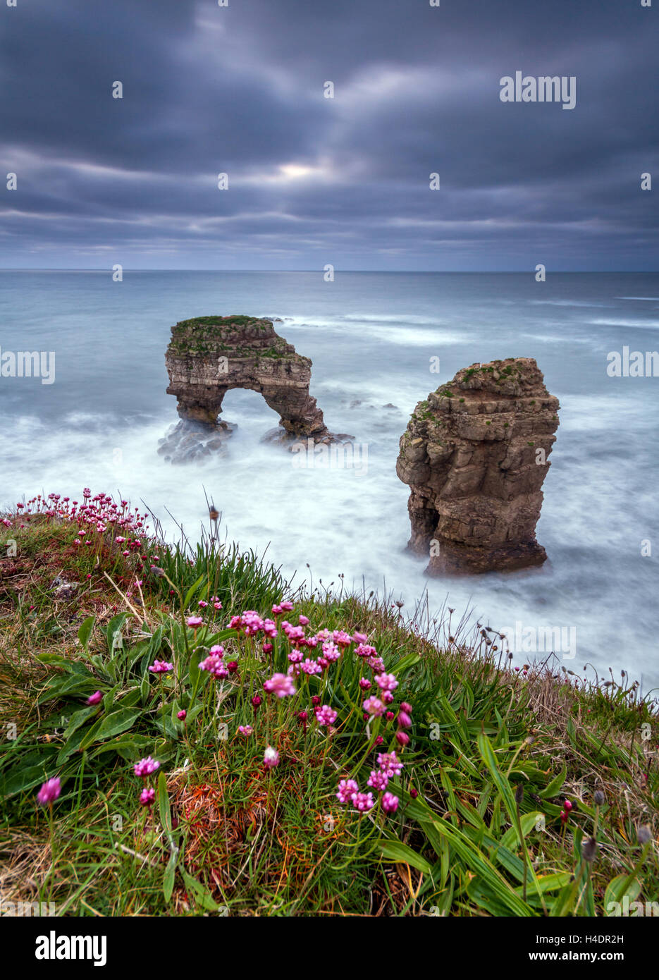 Pair of sea arches out to sea with pink thrift wild flowers in the foreground at sunset on a Spring morning Stock Photo