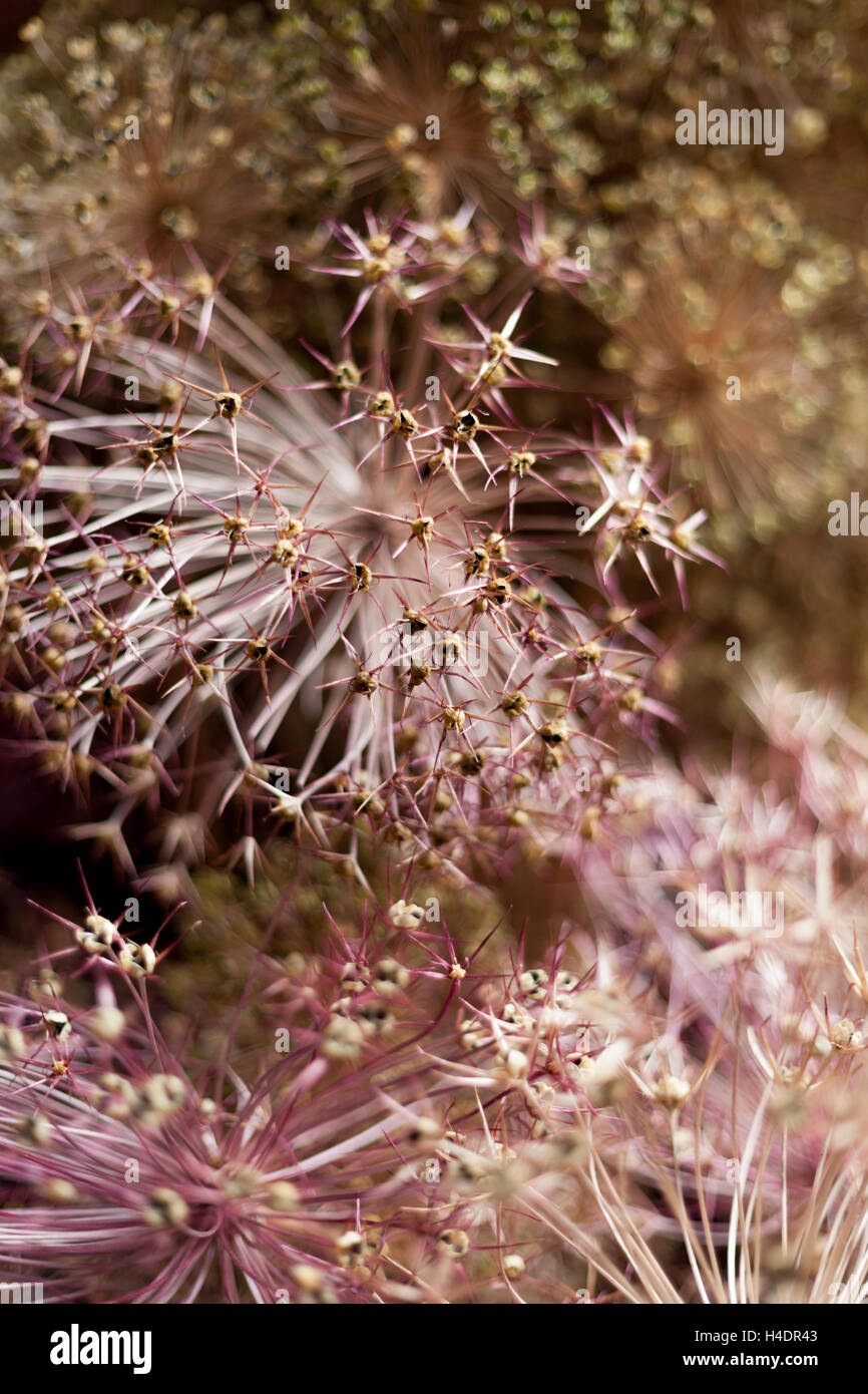 Dried flower seed heads of an Alium flower, looking like hundreds of tiny stars Stock Photo