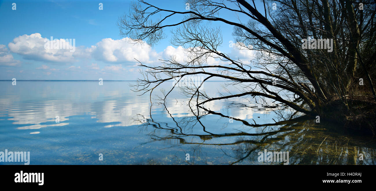 Germany, Mecklenburg-West Pomerania, with Röbel, Müritz, west shore, trees and clouds are reflected in the water Stock Photo