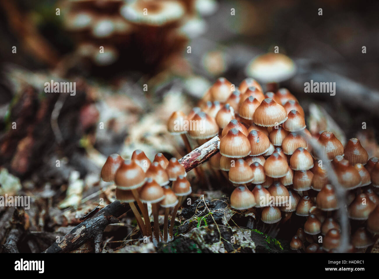 many little mushrooms on a tree stump. Stock Photo