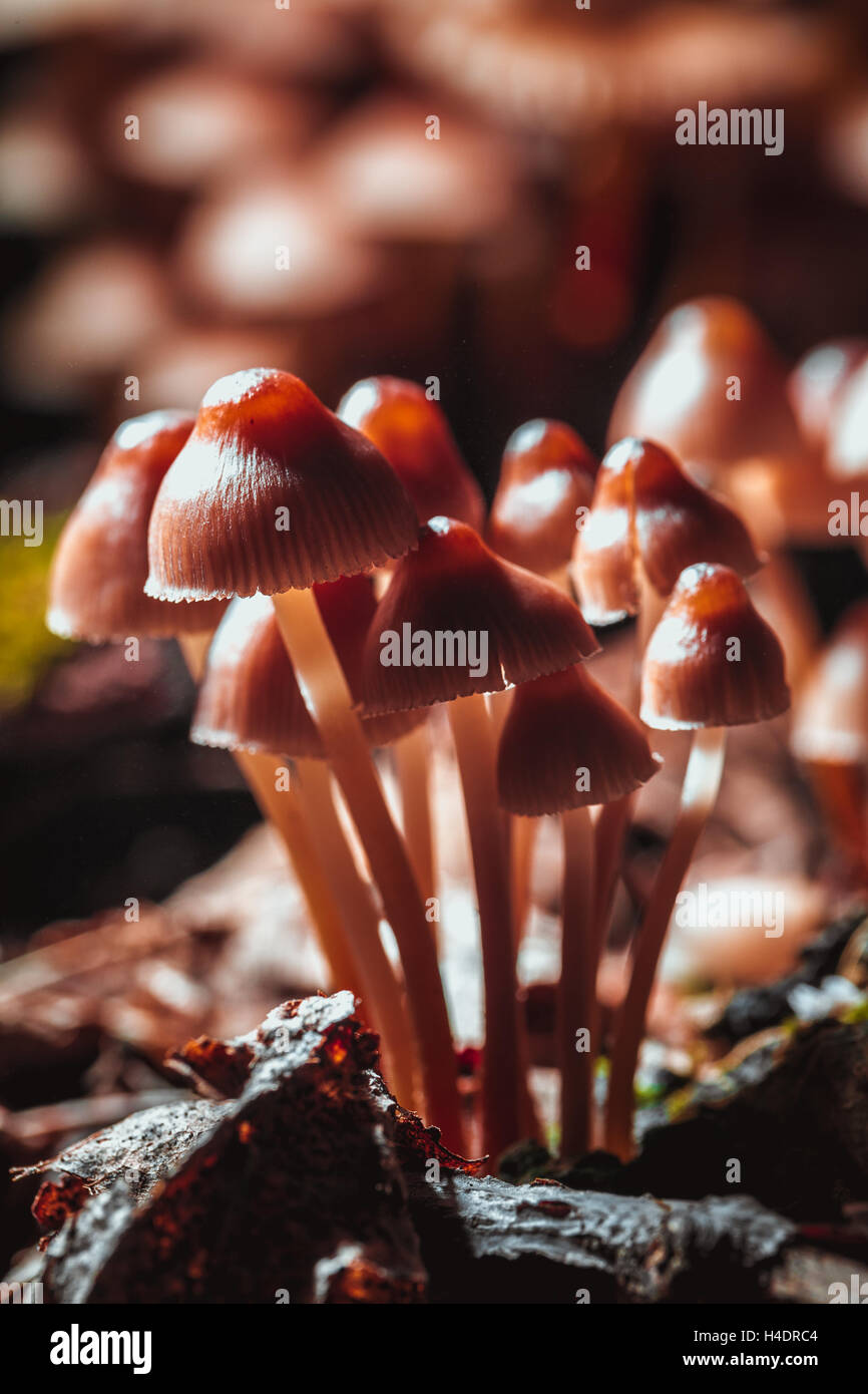 many little mushrooms on a tree stump close-up. Stock Photo