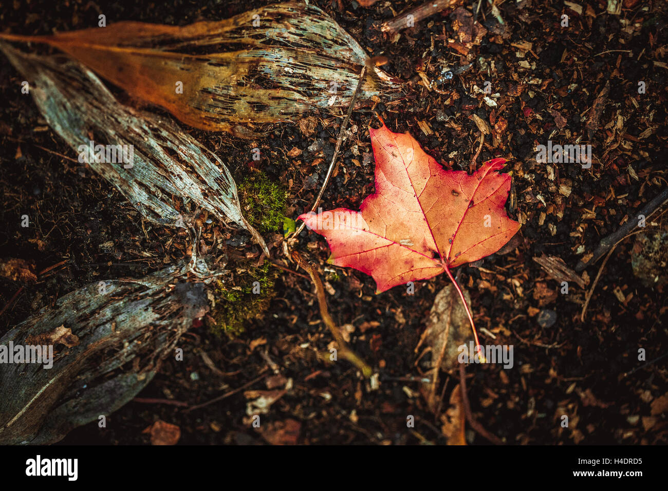 autumn leaves yellow and green on the ground in the forest Stock Photo ...