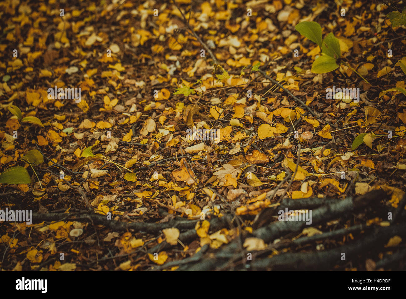 autumn leaves yellow and green on the ground in the forest Stock Photo ...