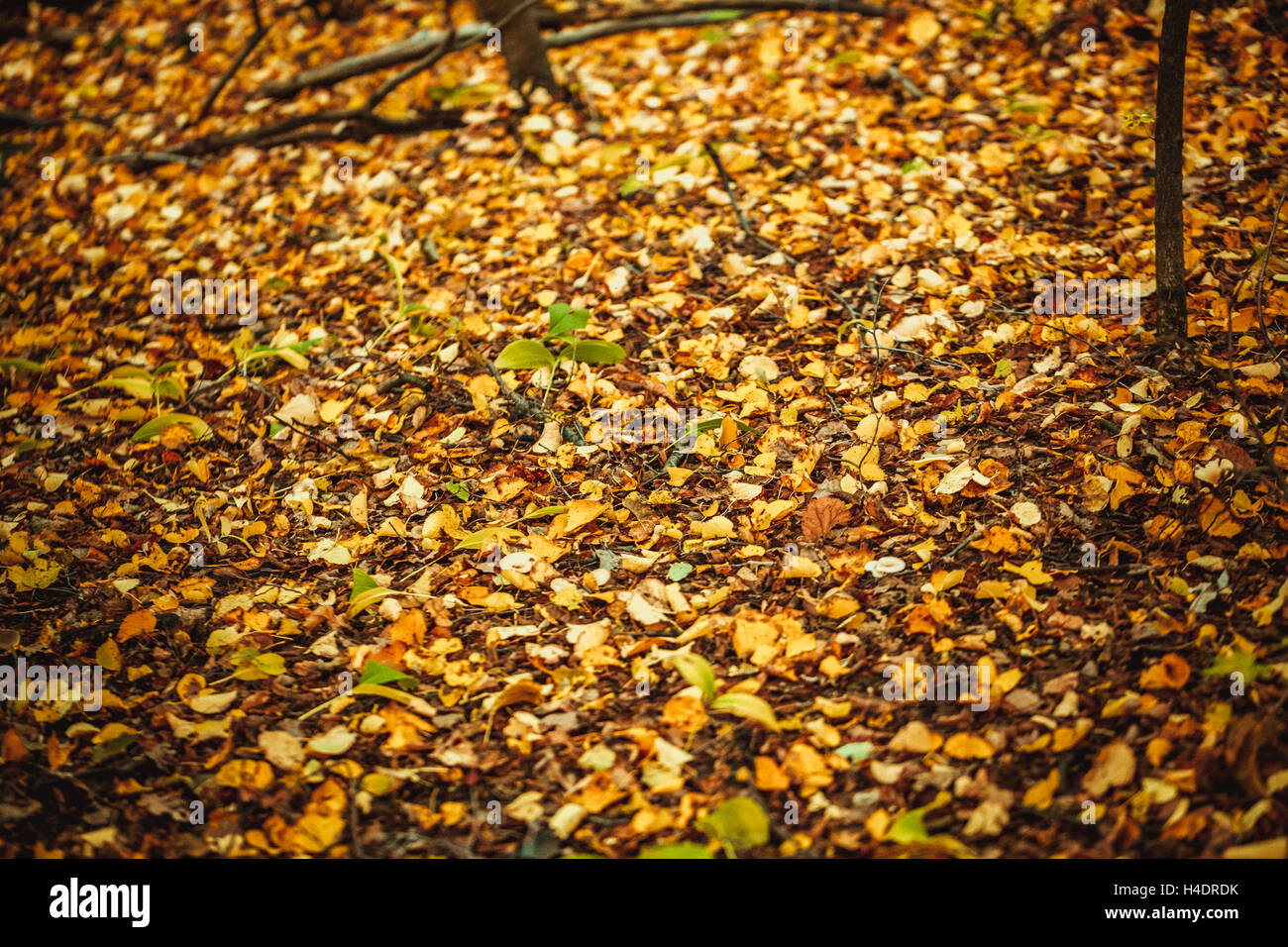 autumn leaves yellow and green on the ground in the forest Stock Photo ...