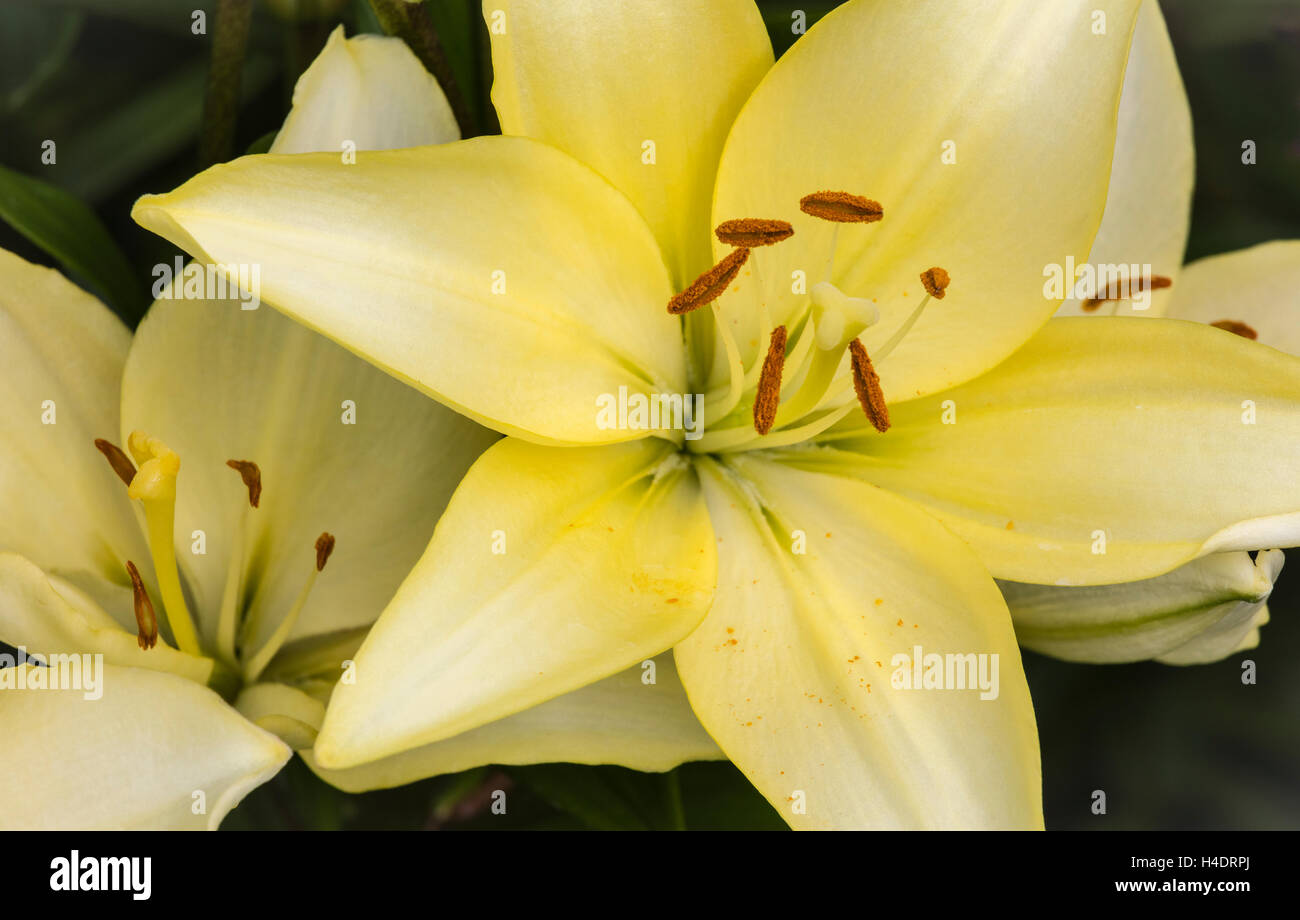 Orienpet Hybrid Lily 'Novatore' Stock Photo