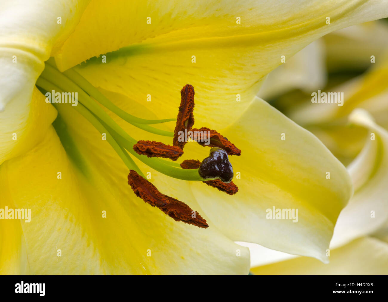 Orienpet Hybrid Lily 'Conca d' Or' Stock Photo