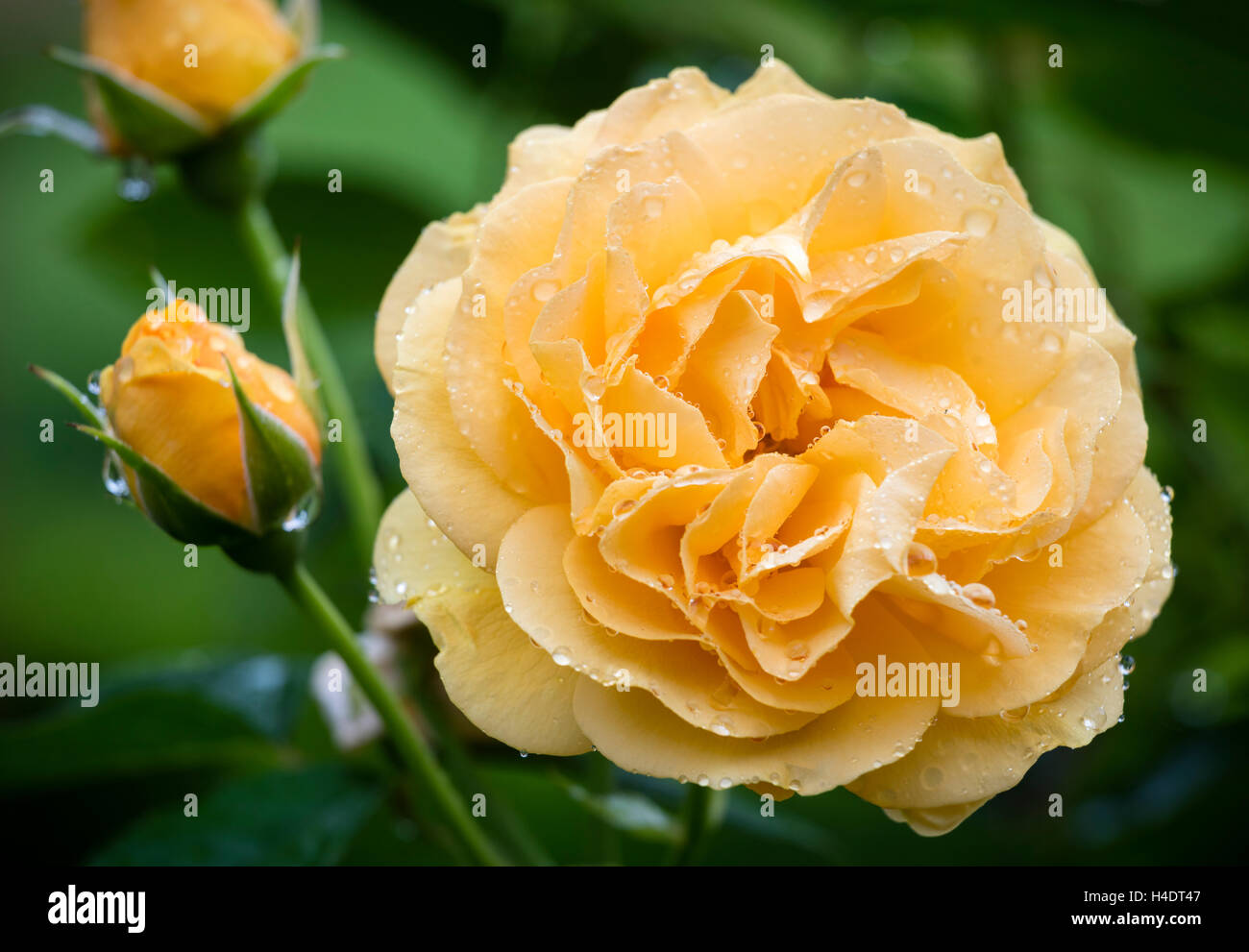 Floribunda rose 'Julia Child' Stock Photo