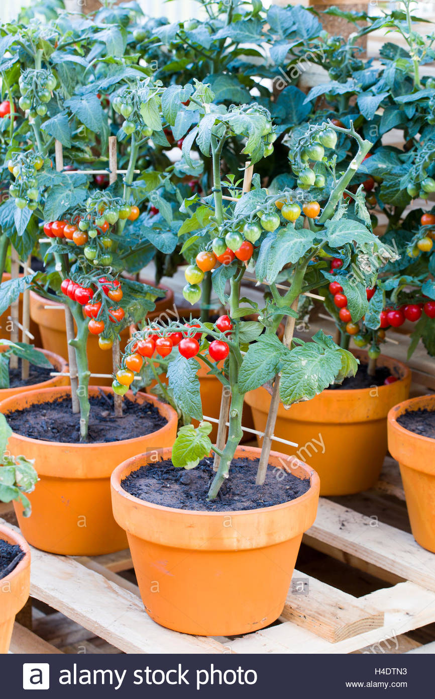 Growing Tomatoes Pot Stock Photos & Growing Tomatoes Pot Stock Images