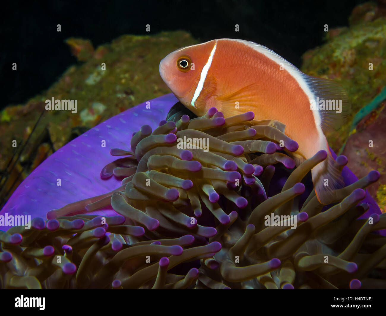 Underwater picture of Pink Skunk Clownfish (Amphiprion perideraion ...