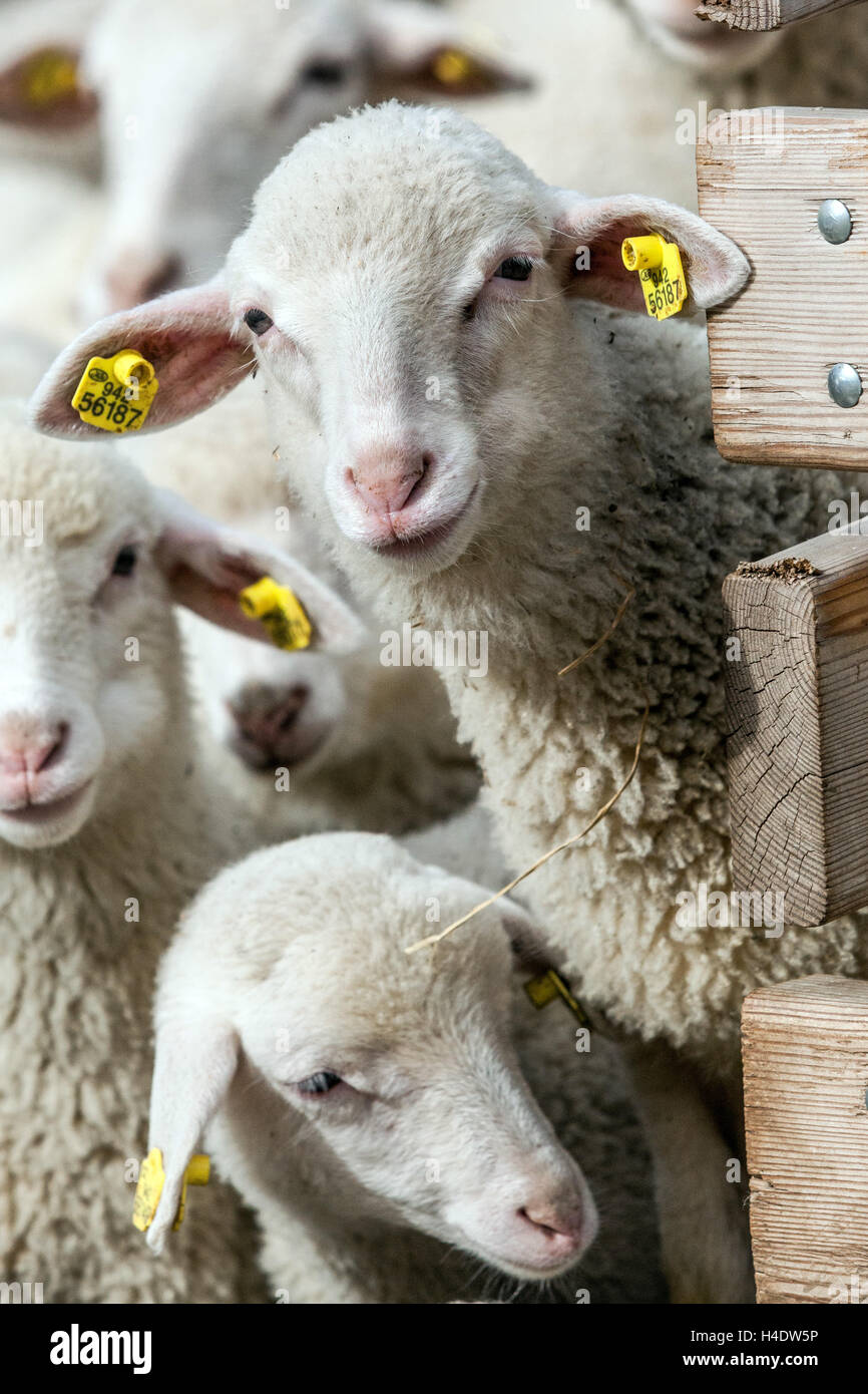 Young sheep at a wooden fence pen Sheep ear tag marked Sheep herd Czech Republic Europe Stock Photo