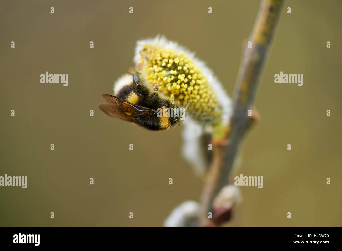 nothern white-tailed bumblebee, Bombus magnus, catkins, pollinate, close-up, Stock Photo