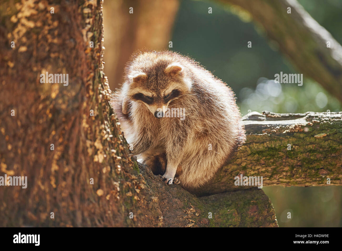 Racoon, Procyon lotor, wood, trunk, sidewhite, sit Stock Photo