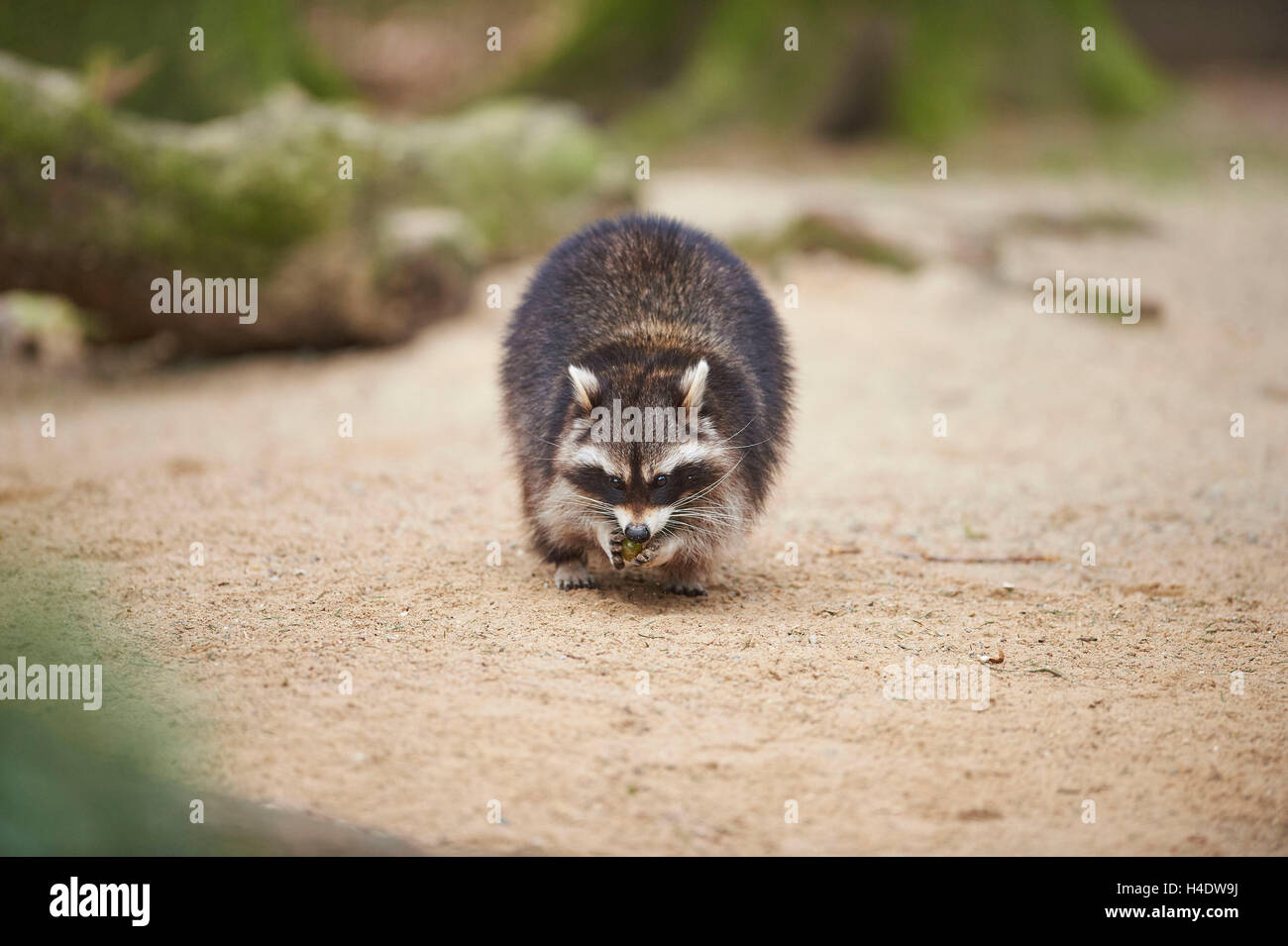 Racoon, Procyon lotor, forest floor, head-on, stand, looking into camera Stock Photo
